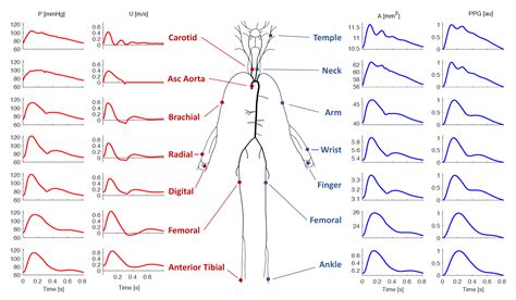 Pulse wave .